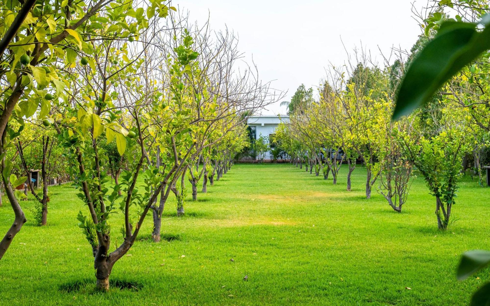 The Lemonary Marrakech Ouled Moumen Exterior foto